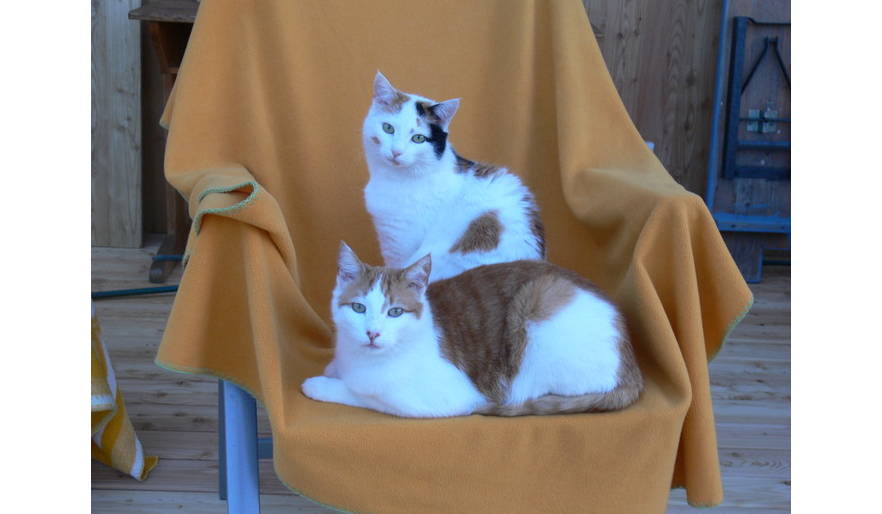 Both cats: Coco (female, sitting) and her brother Findus (lying down)