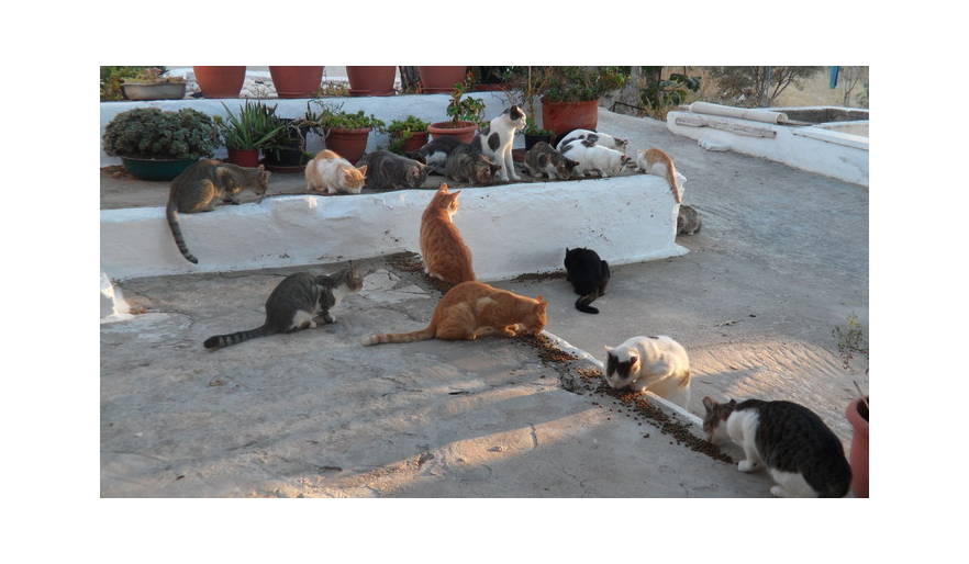 Jasmine House Cat Colony