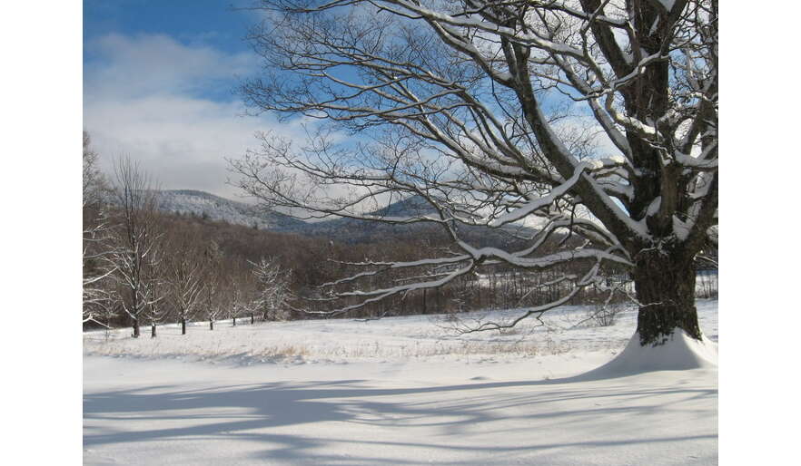 Beauty of winter