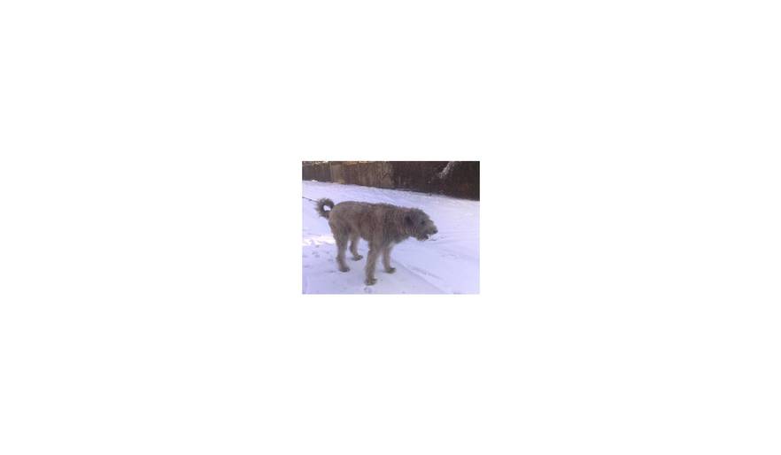 Our Wolfhound