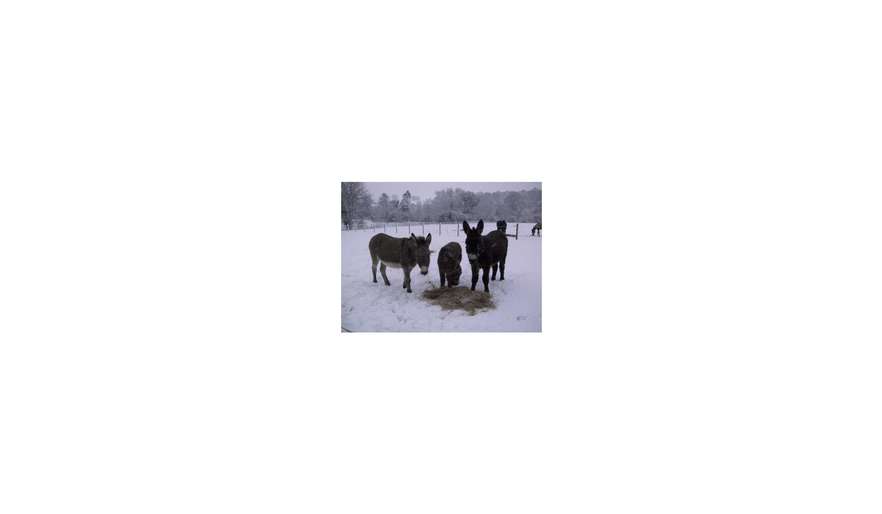 donkeys