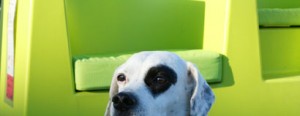 beamer_doggy