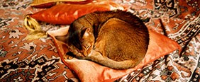 cat_01