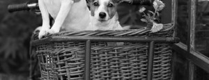 dogs.tas.2