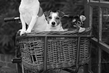 dogs.tas.2
