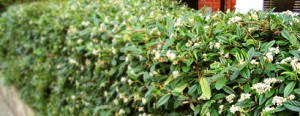hedge
