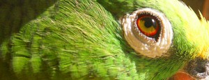 parrot_01_free