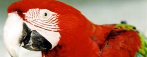 parrot_02