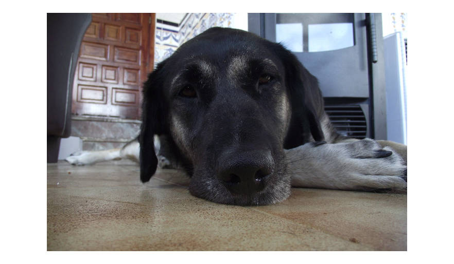 Dog Rescue Spain Costa Blanca Dog Rescue Spain Costa Blanca