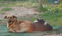 Uma and Brown