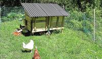 chickens and portable chicken house
