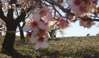 Almond blossom in Spring