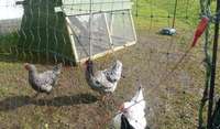 Happy hens