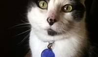 Hi, I am Percy!
