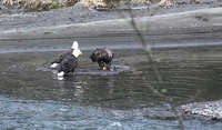 Eagles feeding; taken from our bank