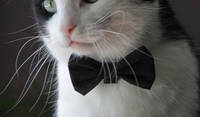 BoomR - our stylish gent at our Tillsonburg housesit