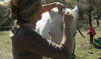 Does this count as experience in horse hairdressing? Sombra takes it all in his stride.