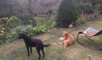 My two big babies I house sit in Vilcabamba Ecuador