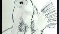 Terrier Sketch