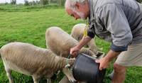 My woolly friends in Cedros, Faial, Azores