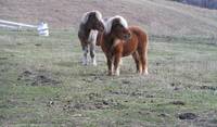 We love little horses! Meet Jack and Cinco.