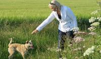 Leyla a wonderful dog in Cambridge England June 2015