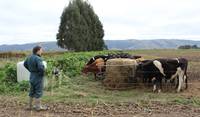 Wintering dairy cows behind electric fences