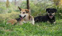 Blacky & Rusty - my boys in Panama