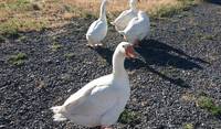 Geese, Washington State, June 2017