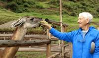 feeding llamas in the Sacred Valley, Peru