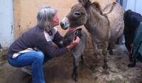 Donkey midwife too...